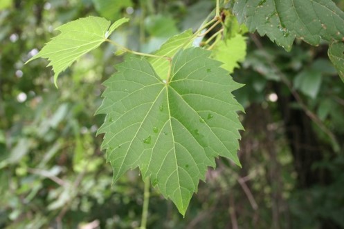 Figure 17 Wild grape leaf